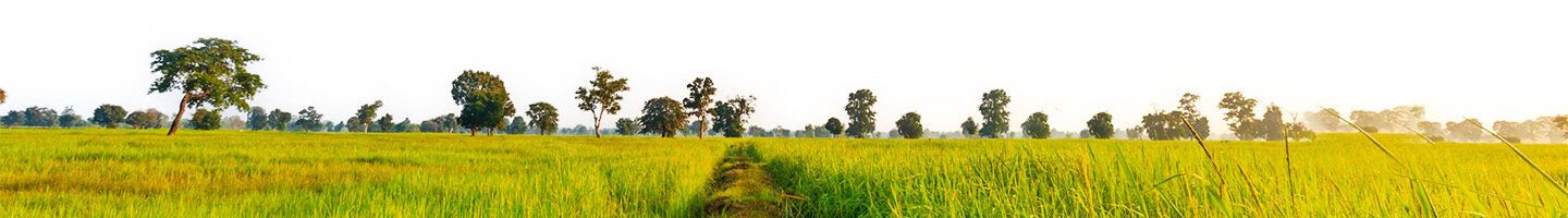 grass